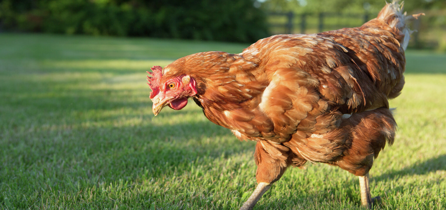 SANDPIPER-AODD-pump-poultry-plant-case-study