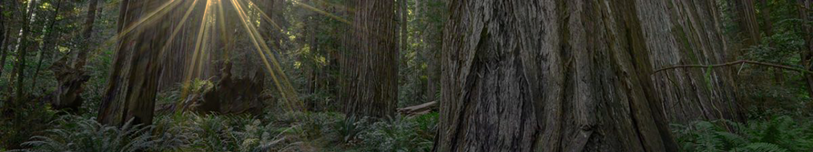 trees-in-Eureka-California-By-Rogers-Machinery-Compressed-Air-Vacuum-and-Pump-manufacturer-supplier-and-service-provider